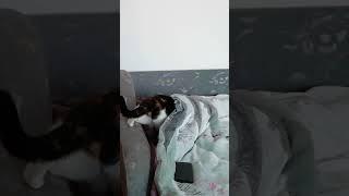 Mačka se zavlači pod poplun / The cat crawls under the duvet #shorts #cat