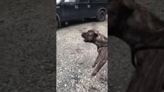 Achilles de Varro Bull | Presa Canario