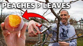 How to Prune a Peach Tree in 4 Simple Steps!