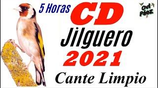 CD Canto Limpio del Jilguero | Chant chardonneret | 5 Horas