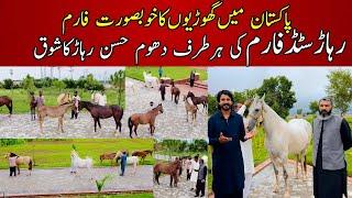 Most Beautiful Desi Mares and Colts of Rehar Stud Farm || Farm house of Hussain Rehar Pakistan