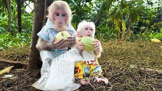 Bibi and Lala harvest guava to bring back to Mom