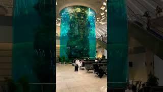 large aquarium jeddah airport, Saudi Arabia #aquariumfish