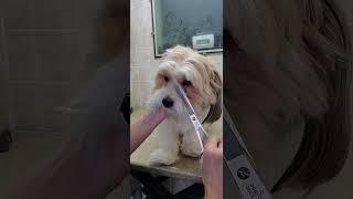 How to trim a dogs face with scissors demonstration, no restraints, dog grooming from home, Shih-Tzu