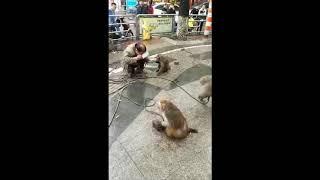 Courageous Monkeys