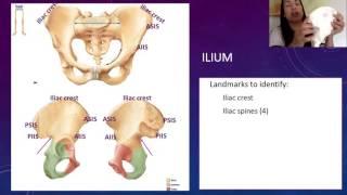 3. Coxal Bones: The Ilium