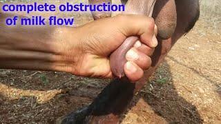 how vet treated cattle affected with teat stenosis {obstruction of milk flow } | teat constipation |