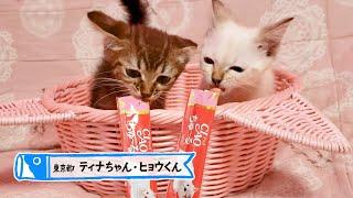 ＣＩＡＯちゅ～る　子猫用　こどもの日版