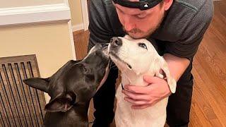 Deaf shelter dog helps friend get adopted