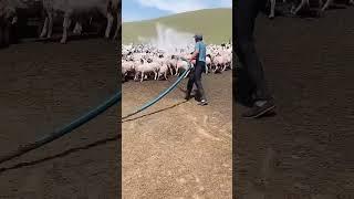 Sheep cooling process