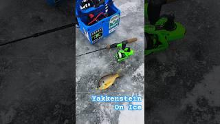 Yakkenstein On Ice  #iowa #short #icefishing #shorts #fishing #hardwater #hardwaterfishing #ice