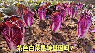 被迫营业 网络奇异植物鉴定第一期 干枝雪柳是智商税吗？