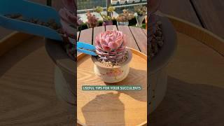 Succulent plants care: How to repot succulents #plants