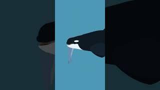 The Orca Or Killer Whale Eating A Dolphin|stick Nodes animation (short)