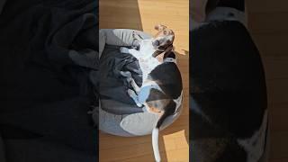 아침햇살 따라가다 떨어질라