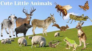 Cute Little Animals - Animal Sounds - Animal World 2024