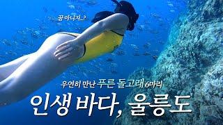 빛나는 울릉도 바닷속으로프리다이빙 투어야생의 푸른 돌고래 만난 썰