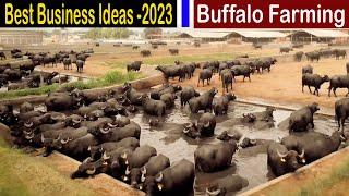 Buffalo Farming Business Plan - Modern Farm Water Buffalo - Business Ideas with High Profit