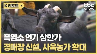 흑염소 인기 상한가..경매장 신설, 사육농가 확대 / KBC뉴스