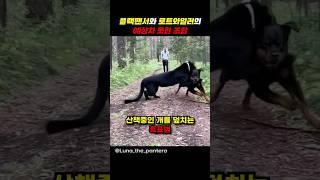 산책중인 개를 덮치는 흑표범