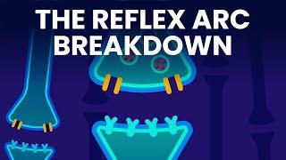 How Do Your Reflexes Work?