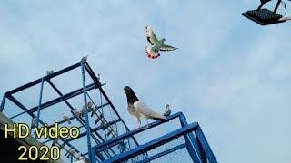 High flyer pigeon landing time 3:25pm today[faisalabad pigeon]