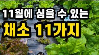 11월에 심을수 있는 채소가 11가지나!(#11월작물,#11월채소,#겨울채소심기)