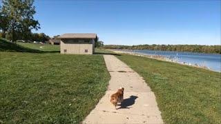 A Little Walk Around Lake Darling!! Brighton, IA. Camping, Fishing, Boating, Hiking...