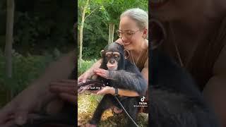 The monkey is playing with a garden hose | funny monkey | monkey see monkey do | little monkey |