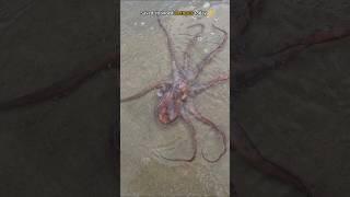 Rescue Mission: Helping this octopus find its way home 