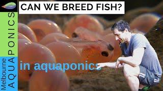 What type of fish can you breed in aquaponics