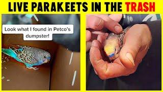 4 Horrible Things People Did to Their Budgies | Part 2