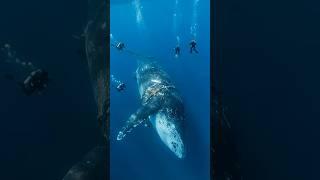 Return to the Deep The Whale Rescue Mission
