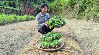 Gardening Process - Improve Soil Fertility - Growing Vegetables | Solo Survival