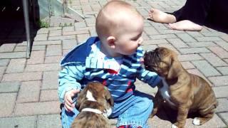 Boxer puppies and baby