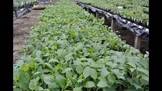 Dahlia propagation   taking cuttings