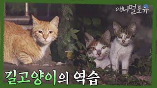 토종닭을 물어가는 길고양이?!  | 들고양이의 역습 | KBS 환경스페셜 991215 방송