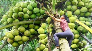 Full Video 30 Days Go To Market Sell - Harvesting Coconut Fruit, Harvest Banana & Watermelon