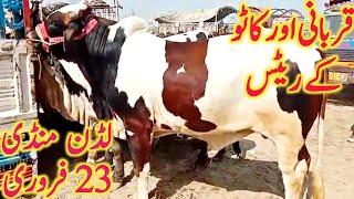 Luden Janwar Mandi Sahiwal Cholistani Dhani Dajili Bachre Katto Mal Rates || Global Village Farming