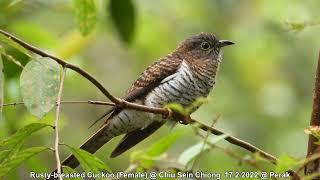 Rusty-breasted Cuckoo (Female) @ Chiu Sein Chiong 9948