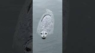 Seals want my salmon but can’t have them. #cohofishing #cohosalmon #seals #portangeles