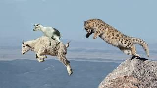 Mother Mountain Goat Protect Her Baby From Snow Leopard Hunting, Animals Hunt Fail