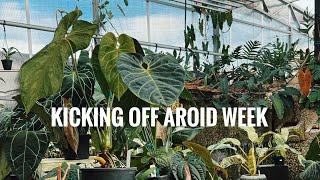 It’s Officially Aroid Week! HUGE Plant Restock! IAS 2024 here we come!