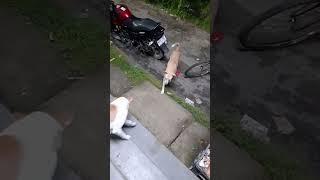 I See Dogs when I Am on Grossery Shop  #shorts #shortvideo #shortsfeed #trending #dog #suvosaha