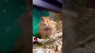 Cute fluffy hamster |  looking for pretty girl hamsters