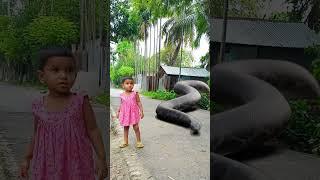 Anaconda Snake Chasing Boy video ,P4  #Shorts