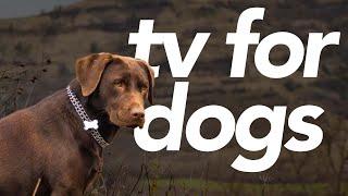 TV FOR DORS - 20 Hours of Walking and Entertainment for Dogs