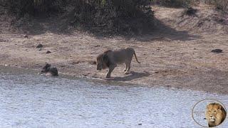 A Place Where Lions And Other Animals (Sometimes) Live In Harmony.  Kumana Dam Kruger National Park