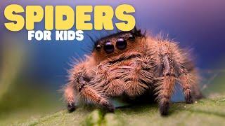 Spiders for Kids | Learn all about these amazing arachnids!