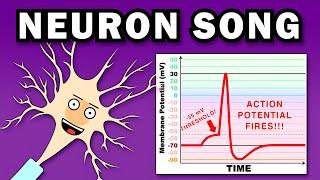 THE NEURON SONG